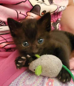 Mavis as a young kitten, resting with her toy
