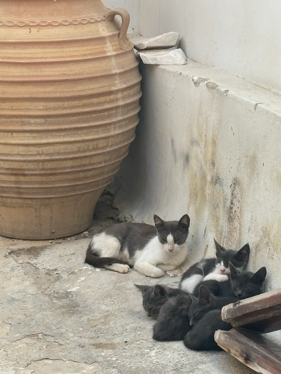 A gray-and-white cat resting with kittens beside a terracotta pot