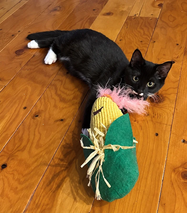 Sebastian, a black cat with white paws, lying beside a large toy on a wooden floor