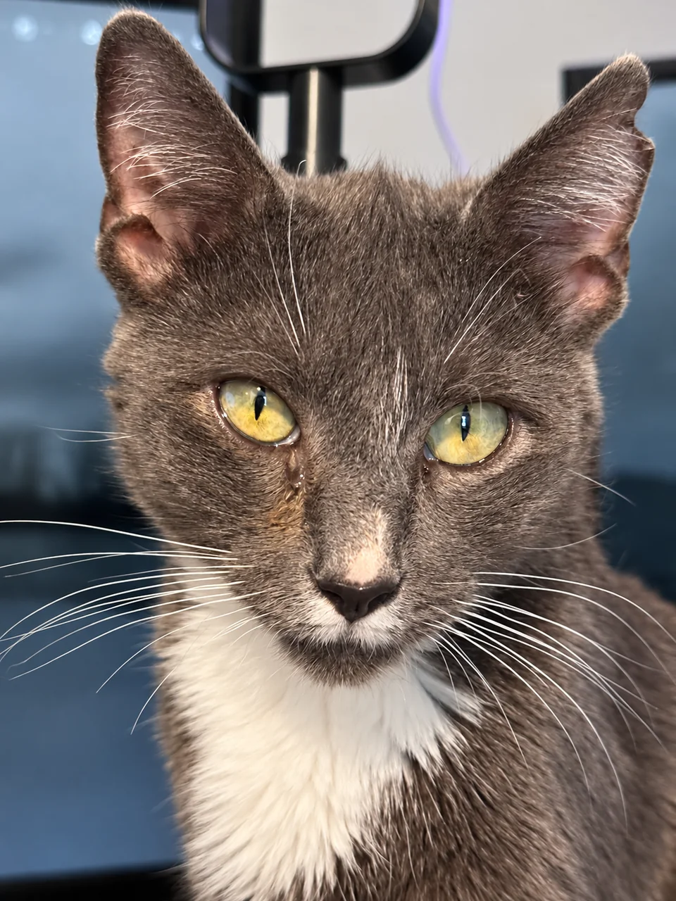 Willow, a gray cat with golden eyes, looking toward the camera